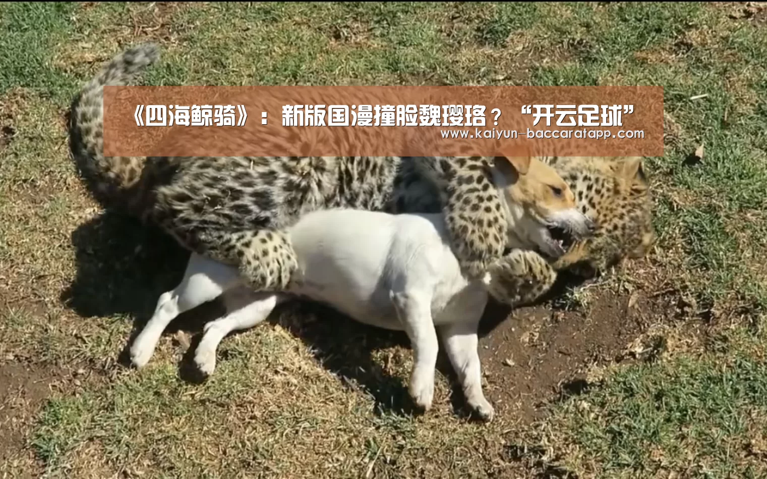 《四海鲸骑》:新版国漫撞脸魏璎珞?“开云足球”(图4) 开云足球